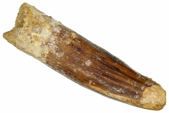 Fossil Sauropod Dinosaur (Titanosaur) Tooth - Morocco #332510